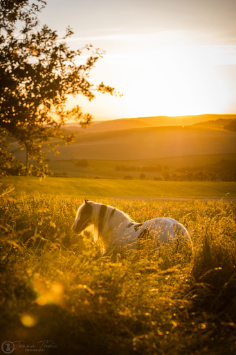 Jenna Theis Photography | Tierfotografie | Sportfotograf auf alleFotografen