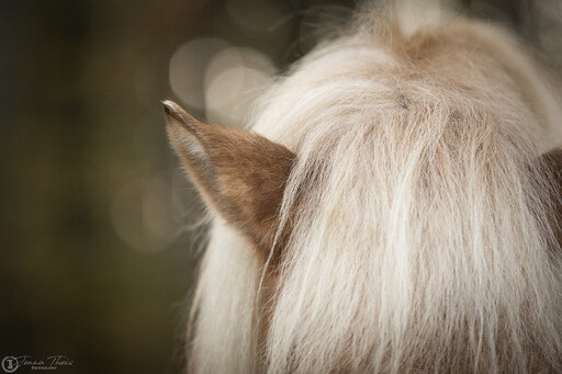 Jenna Theis Photography | Tierfotografie | Pferdefotograf auf alleFotografen