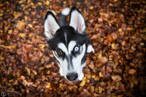 Jenna Theis Photography | Tierfotografie | Imagefotograf auf alleFotografen