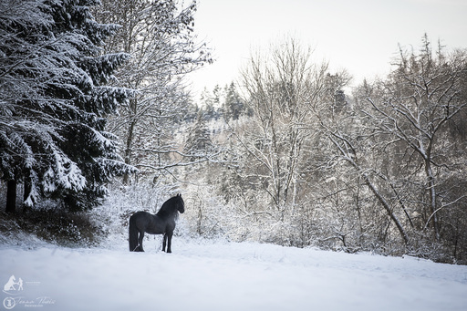 Jenna Theis Photography | Tierfotografie | Pferdefotograf auf alleFotografen