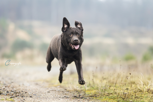 Coopergrafie - Judith Lübeß | Hundefotografie | Hundefotograf auf alleFotografen