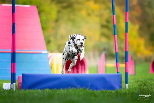 Coopergrafie - Judith Lübeß | Hundefotografie | Tierfotograf auf alleFotografen