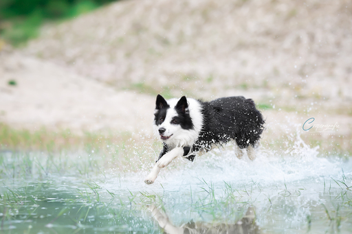 Coopergrafie - Judith Lübeß | Hundefotografie | Kinderfotograf auf alleFotografen