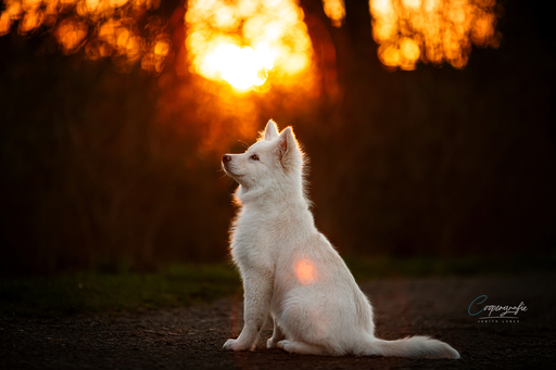 Coopergrafie - Judith Lübeß | Hundefotografie | Werbefotograf auf alleFotografen