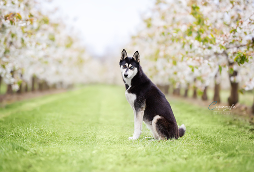 Coopergrafie - Judith Lübeß | Hundefotografie | Hochzeitsfotograf auf alleFotografen