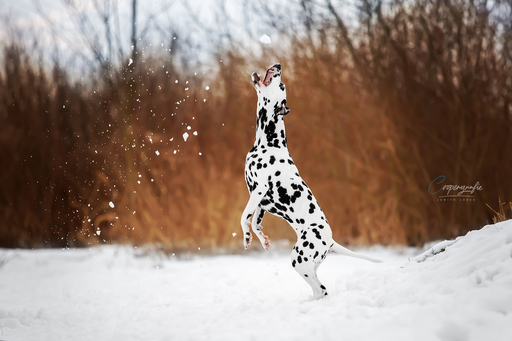 Coopergrafie - Judith Lübeß | Hundefotografie | Tierfotograf auf alleFotografen