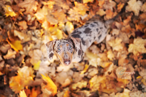 Coopergrafie - Judith Lübeß | Hundefotografie | Kinderfotograf auf alleFotografen