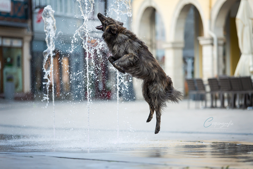 Coopergrafie - Judith Lübeß | Hundefotografie | Tierfotograf auf alleFotografen
