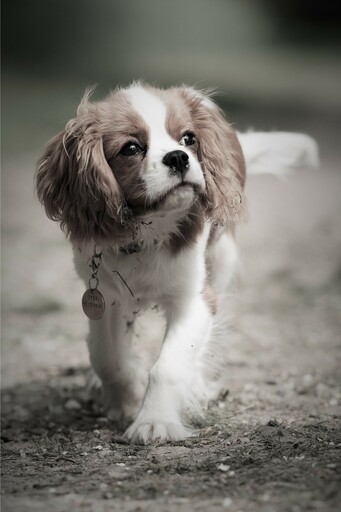 André Weber | Photo-Andy | Tierisches | Bewerbungsfotograf auf alleFotografen