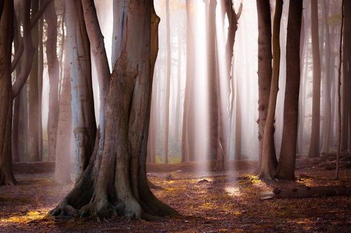Martin Wasilewski | Wald | Architekturfotograf auf alleFotografen
