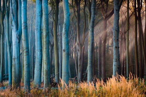 Martin Wasilewski | Wald | Architekturfotograf auf alleFotografen