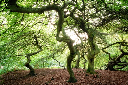 Martin Wasilewski | Wald | Landschaftsfotograf auf alleFotografen