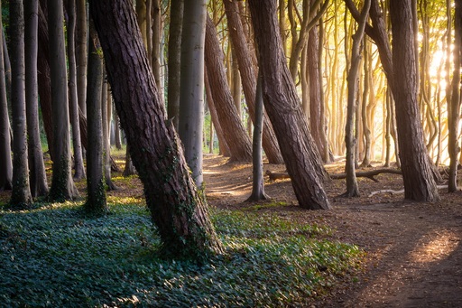 Martin Wasilewski | Wald | Architekturfotograf auf alleFotografen