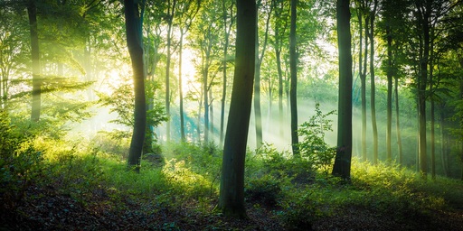 Martin Wasilewski | Wald | Architekturfotograf auf alleFotografen