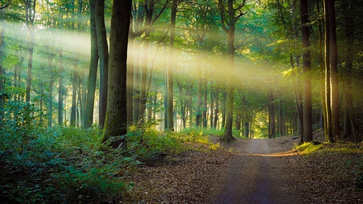 Martin Wasilewski | Wald | Kunstfotograf auf alleFotografen
