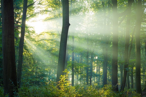 Martin Wasilewski | Wald | Kunstfotograf auf alleFotografen