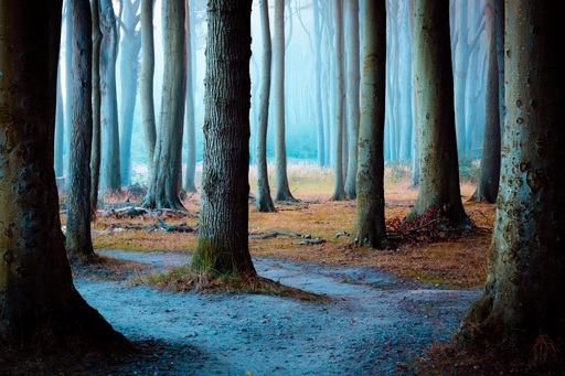 Martin Wasilewski | Wald | Kunstfotograf auf alleFotografen