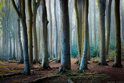 Martin Wasilewski | Wald | Landschaftsfotograf auf alleFotografen