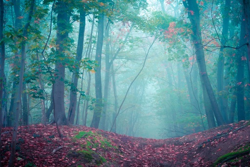 Martin Wasilewski | Wald | Kunstfotograf auf alleFotografen