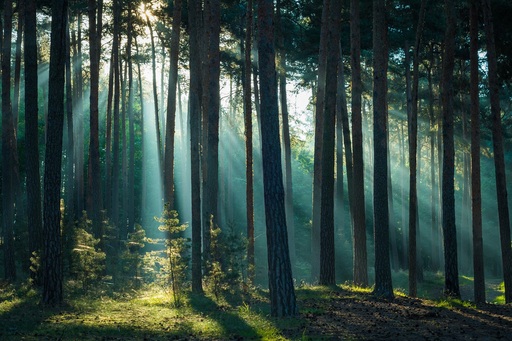 Martin Wasilewski | Wald | Landschaftsfotograf auf alleFotografen