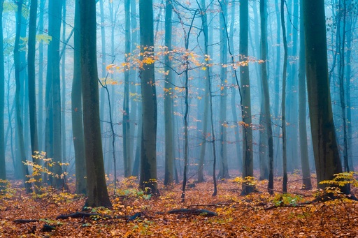 Martin Wasilewski | Wald | Architekturfotograf auf alleFotografen