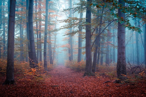 Martin Wasilewski | Wald | Landschaftsfotograf auf alleFotografen