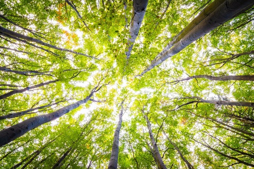 Martin Wasilewski | Wald | Kunstfotograf auf alleFotografen