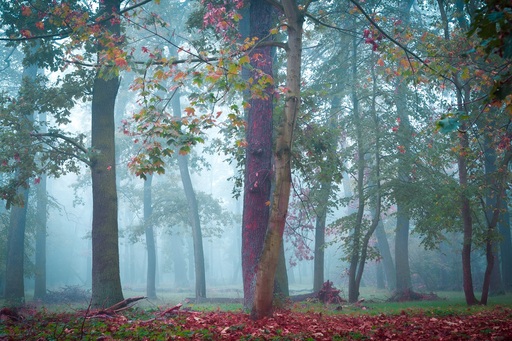 Martin Wasilewski | Wald | Architekturfotograf auf alleFotografen