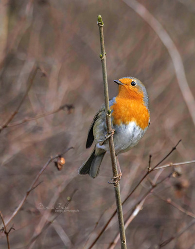 Jela Fotografie | Vögel | Hundefotograf auf alleFotografen