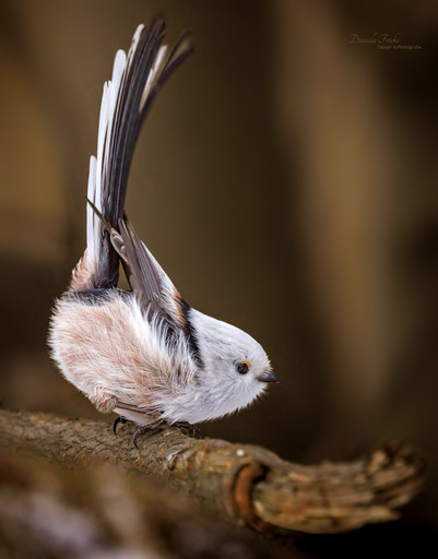 Jela Fotografie | Vögel | Landschaftsfotograf auf alleFotografen