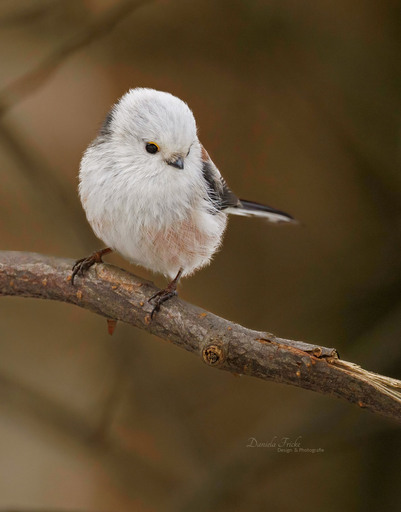 Jela Fotografie | Vögel | Tierfotograf auf alleFotografen