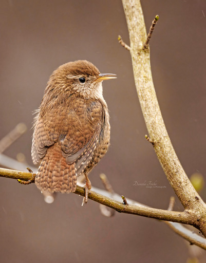 Jela Fotografie | Vögel | Hundefotograf auf alleFotografen