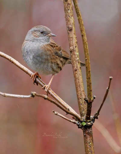 Jela Fotografie | Vögel | Hundefotograf auf alleFotografen