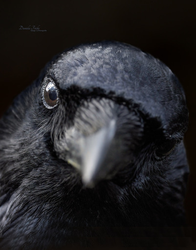 Jela Fotografie | Vögel | Pferdefotograf auf alleFotografen
