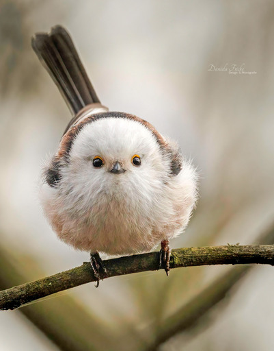 Jela Fotografie | Vögel | Hundefotograf auf alleFotografen