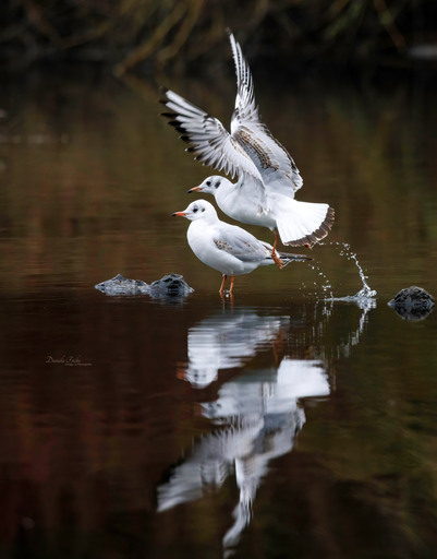 Jela Fotografie | Vögel | Pferdefotograf auf alleFotografen