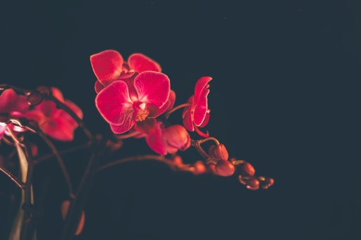 Inafotografie | Blumen | Tierfotograf auf alleFotografen