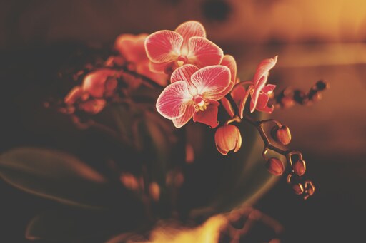 Inafotografie | Blumen | Werbefotograf auf alleFotografen