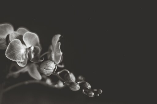 Inafotografie | Blumen | Portraitfotograf auf alleFotografen