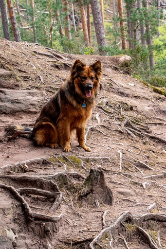 Samuel Fischer | Tiere | Pferdefotograf auf alleFotografen