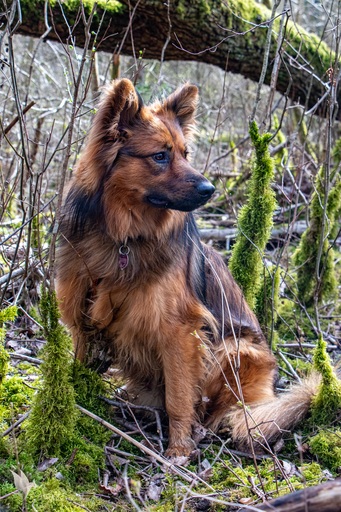 Samuel Fischer | Tiere | Fahrzeugfotograf auf alleFotografen