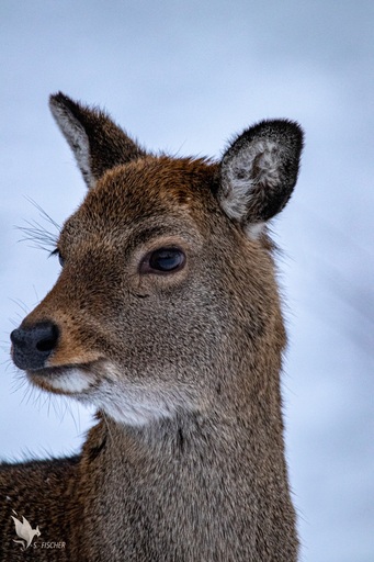 Samuel Fischer | Tiere | Hundefotograf auf alleFotografen