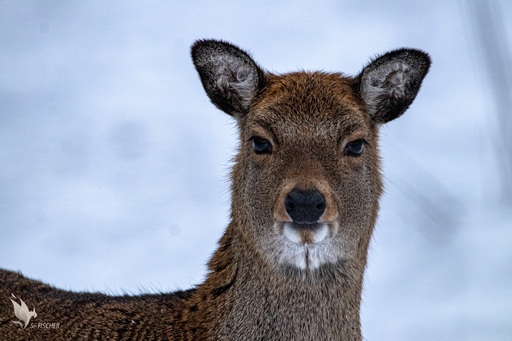 Samuel Fischer | Tiere | Pferdefotograf auf alleFotografen