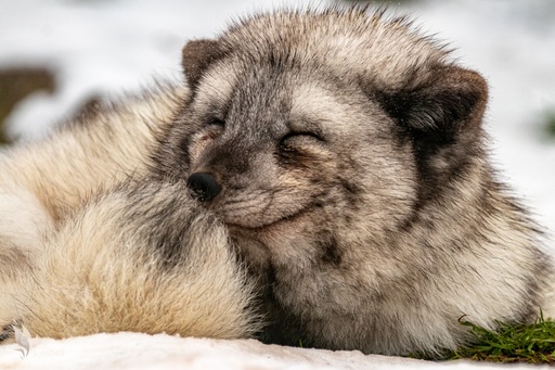 Samuel Fischer | Tiere | Sportfotograf auf alleFotografen