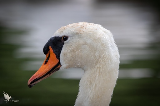 Samuel Fischer | Tiere | Landschaftsfotograf auf alleFotografen