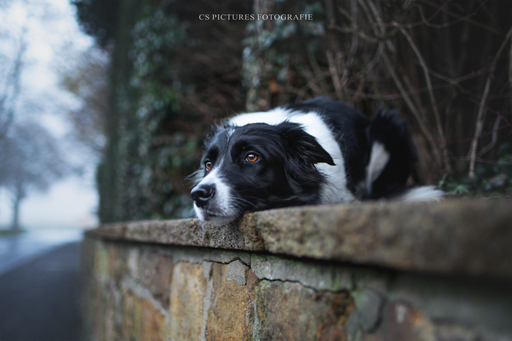 CS Pictures Fotografie | Hundefotografie | Werbefotograf auf alleFotografen