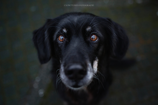 CS Pictures Fotografie | Hundefotografie | Hochzeitsfotograf auf alleFotografen