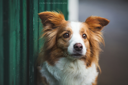 CS Pictures Fotografie | Hundefotografie | Hochzeitsfotograf auf alleFotografen