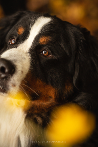 CS Pictures Fotografie | Hundefotografie | Tierfotograf auf alleFotografen