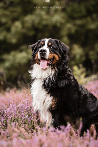 CS Pictures Fotografie | Hundefotografie | Hochzeitsfotograf auf alleFotografen